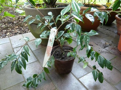 Longicarpa.JPG