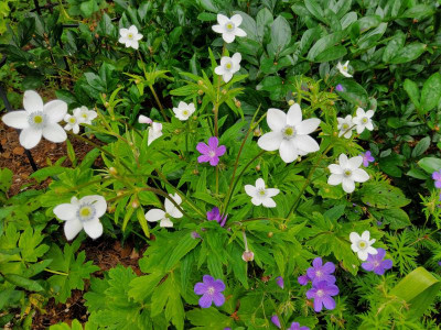 Anemone rivularis.jpg
