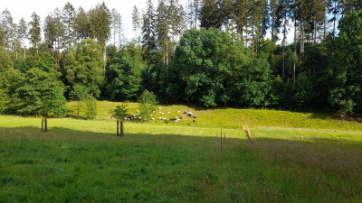 IMG-20240621-WA0037.jpeg