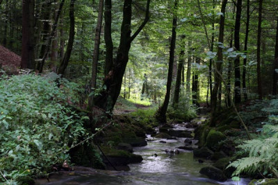 Bachgelande-1.jpg