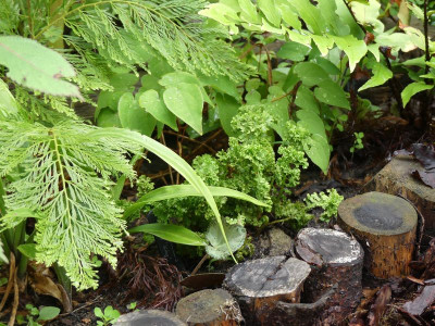 2024-06-21 Athyrium 'Lady in Lace' 2.jpg