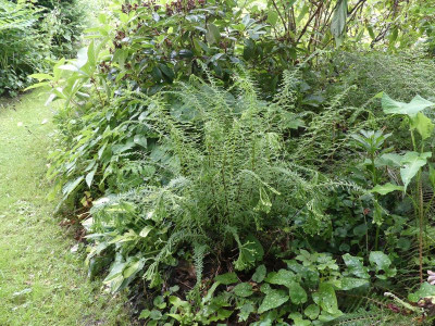 2024-06-21 Athyrium 'Dre's Dagger' 1.jpg