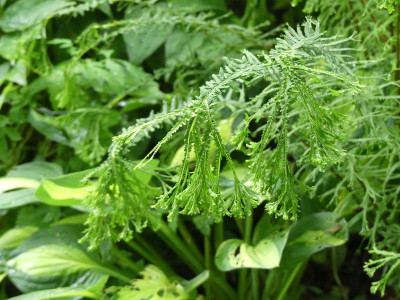 2024-06-21 Athyrium 'Dre's Dagger' 2.jpg