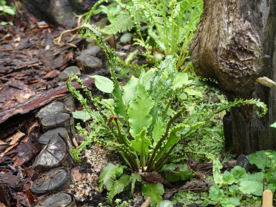 2024-06-21 Asplenium 1.jpg