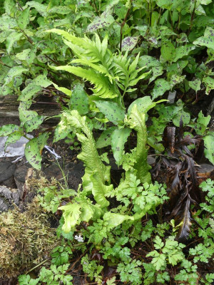 2024-06-21 Asplenium 2.jpg
