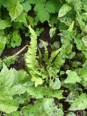 2024-06-21 Asplenium 3.jpg