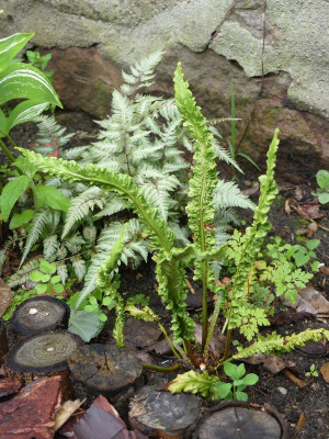 2024-06-21 Asplenium 4.jpg