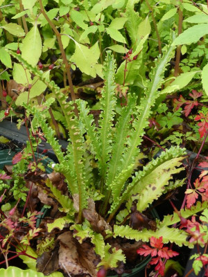 2024-06-21 Asplenium 5.jpg