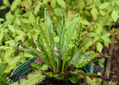 2024-06-21 Asplenium 6.jpg