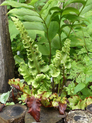 2024-06-21 Asplenium 'Adelheid Klinke'.jpg