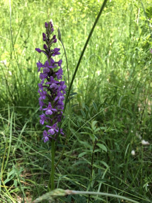 IMG_4281.jpeg