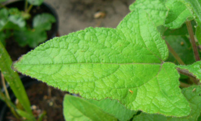 Unbekannt_08_08_24_Detail.jpg