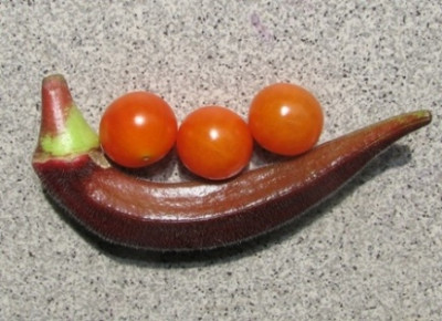 okraernte0.JPG