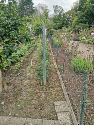 Tomate Drahtrahmen Schnur.jpeg