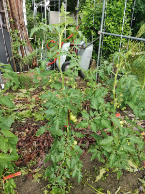 Tomaten 20240621.jpeg