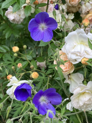 IMG_3853.jpeg