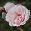 IMG_0579_65x65.jpg