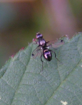 Sepsis_cynipsea_-_Schwingfliege_03.jpg