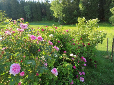 hecke242.JPG