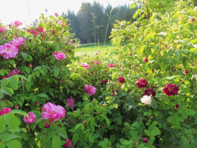 hecke024.JPG