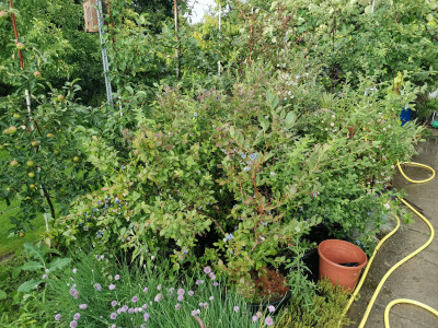 Heidelbeeren 20240621.jpeg