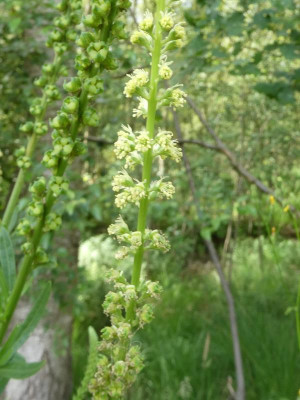 Blüte.JPG