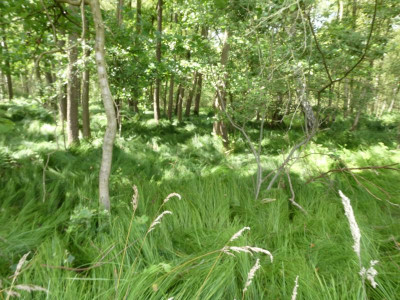 Bruchwald Carex.JPG