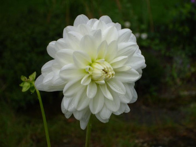 23._August_2008_049kl.25_Dahlia_Le_Castel_Einzelbl..JPG