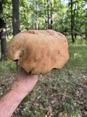 Steinpilz.jpg