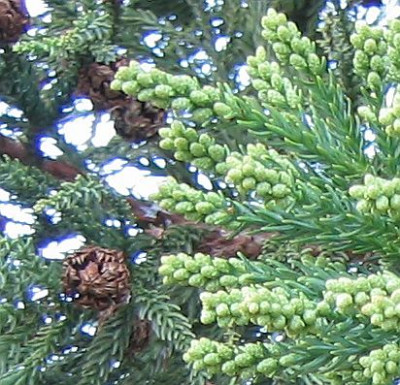 Nadelbaum20080824.jpg
