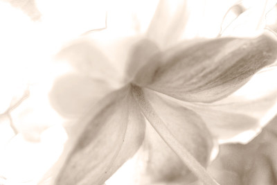 Herbstanemone-sepia-1.jpg