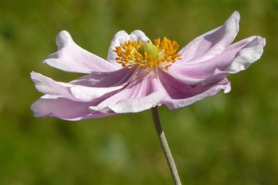 Herbstanemone.24.08.2008.40.JPG