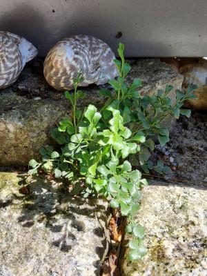 Asplenium ruta-muraria 2.jpg