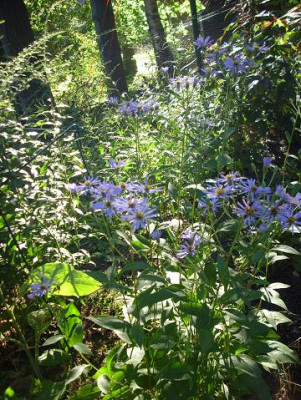 16._August._jpg_67kl.17_Aster_macro._Twilight_Morgenlicht.JPG