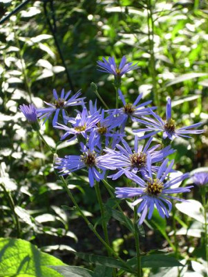 16._August._jpg_64kl17._Aster_macro._Twilight_Morgenlicht_Bluten.JPG