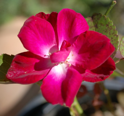 Pourpre_0010__36542.jpg