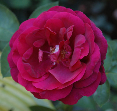 Rose_du_Roi_a_fleurs_pourpres_0010__S_36632.jpg