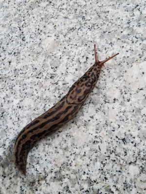Tigerschnegel 1.jpg