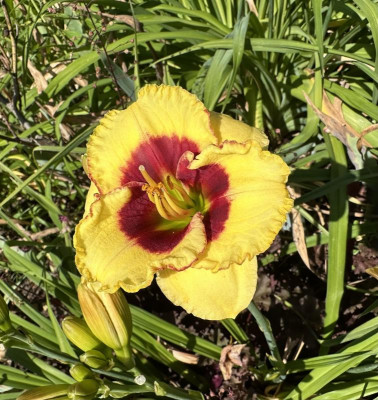 IMG_1025.jpeg