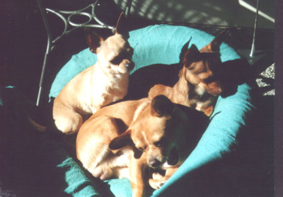 sesselpuper2.jpg