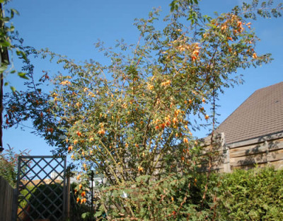 Highdownensis_0010__HG_36468.jpg