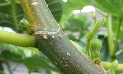 Panachee-Herbstfeigenbommel.jpg