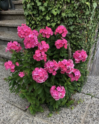 IMG_6959.jpeg