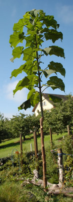 Blauglockenbaum_0010__H_36437.jpg