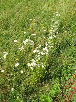 GrasundBlumen.jpg