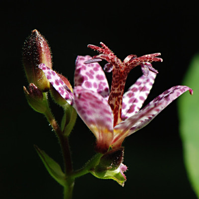 Tricyrtis-2-Aug2508.jpg