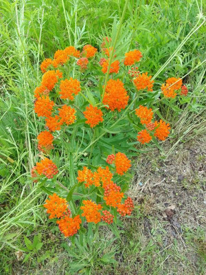 SeidenAsclepias.jpg