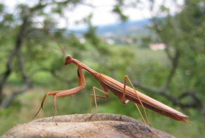 Mantis_20080825_03.jpg