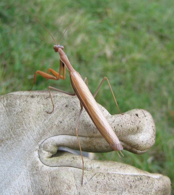 Mantis_20080825_02.jpg