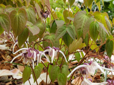 Epimedium Sämling Rotkäppchen 1.jpg